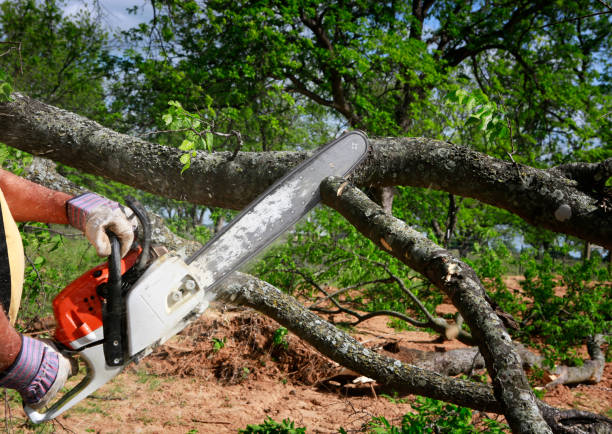 Best Commercial Tree Services  in Shoh, IL